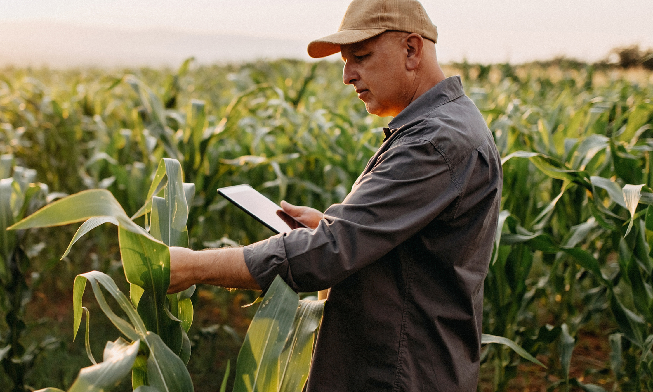 Minnesota Crop Insurance Coverage